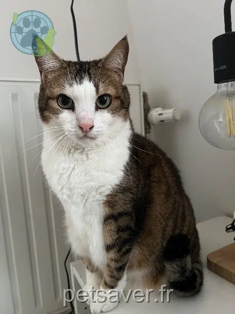 chatte reunited    Paris Tartine