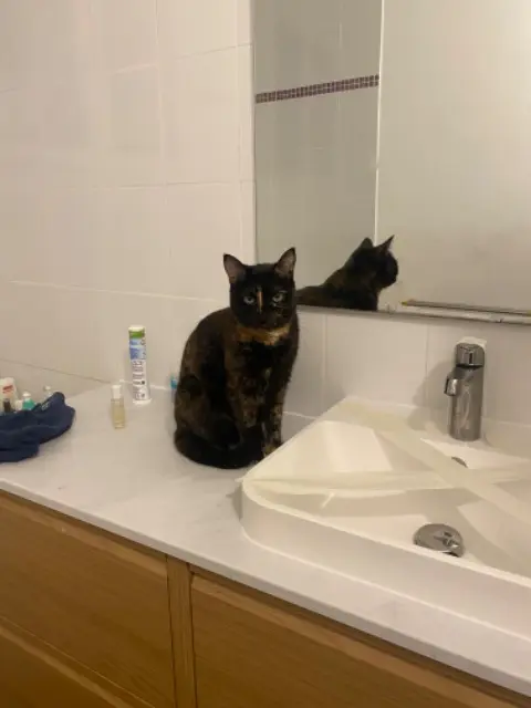 chatte reunited    Paris Tayana