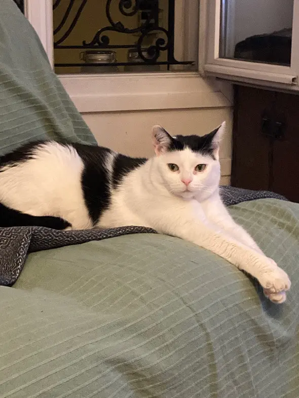 Chatte Perdue 75C Paris - Uguette Chatte Perdue 75C Paris - Uguette