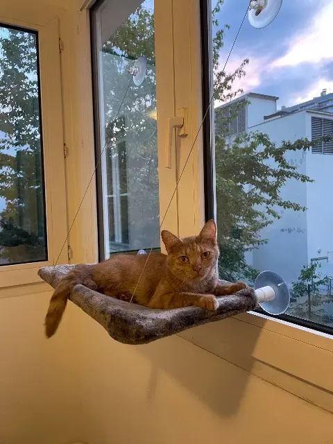 chatte reunited    Paris Ulaup