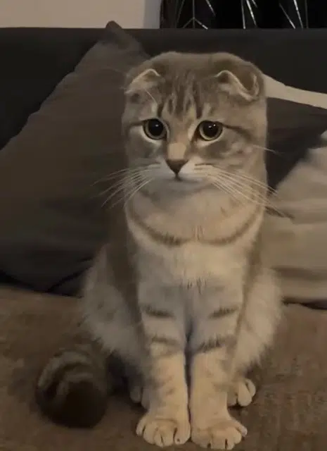 chatte reunited    Paris Vanessa