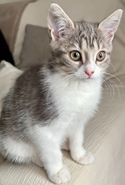 chatte reunited    Paris Winnie