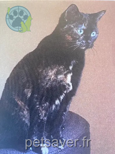 Chatte Trouvée 75C Paris Chatte Trouvée 75C Paris
