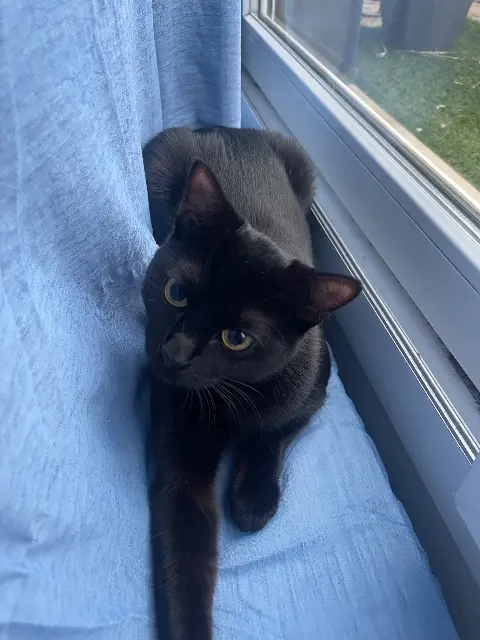 chatte reunited   76300 Sotteville-lès-Rouen Boo