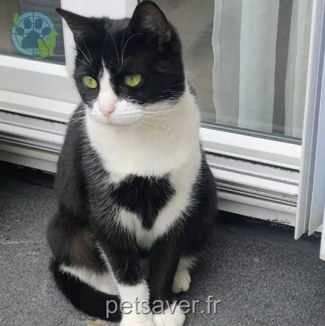 chatte reunited   76160 Darnétal Capucine