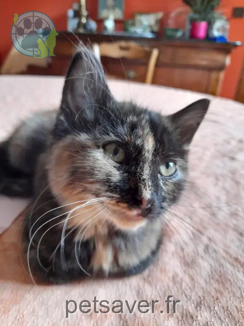 chatte reunited 76120 Le Grand-Quevilly Corolle
