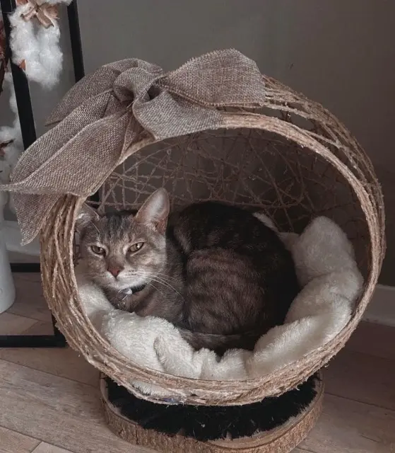 chatte reunited   76520 Franqueville-Saint-Pierre Câline