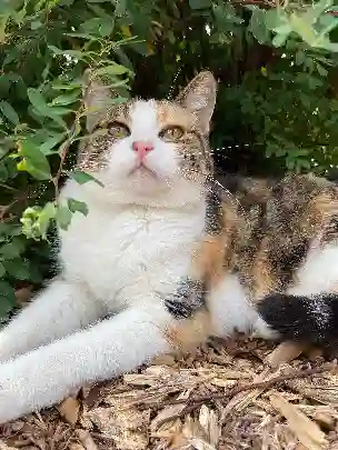 Chatte Trouvée 76 Seine-Maritime - Decibelle Chatte Trouvée 76 Seine-Maritime - Decibelle