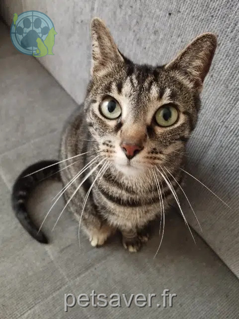 chatte reunited   76530 Grand-Couronne Gipsie