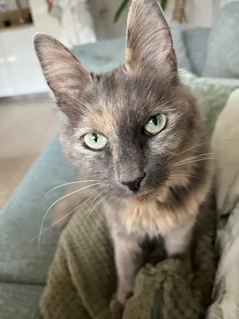 chatte reunited   76220 Gournay-en-Bray Ionie