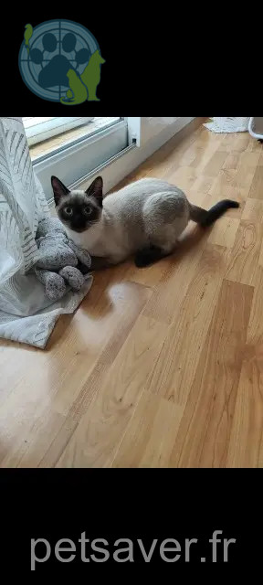 chatte reunited 76430 Saint-Aubin-Routot Iris
