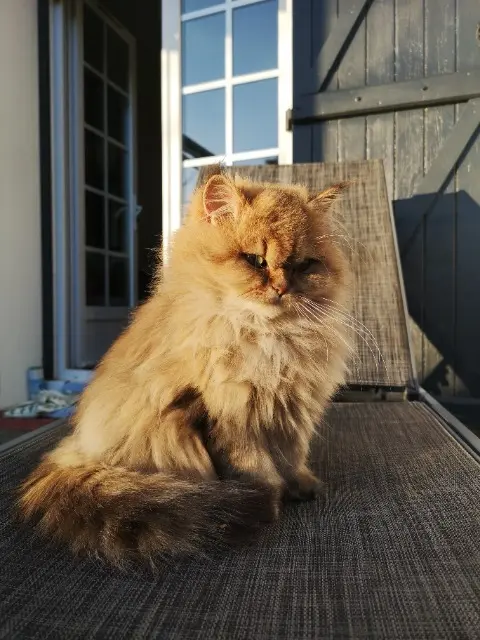 chatte reunited   76500 La Londe Ivy