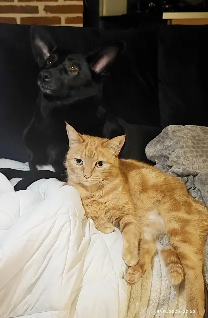 chatte reunited   76440 Saumont-la-Poterie Lala