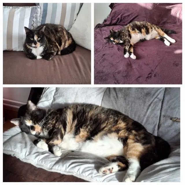 chatte reunited    Le Havre Haribo