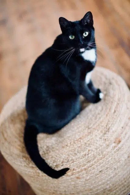 chatte reunited    Le Havre Biscuit