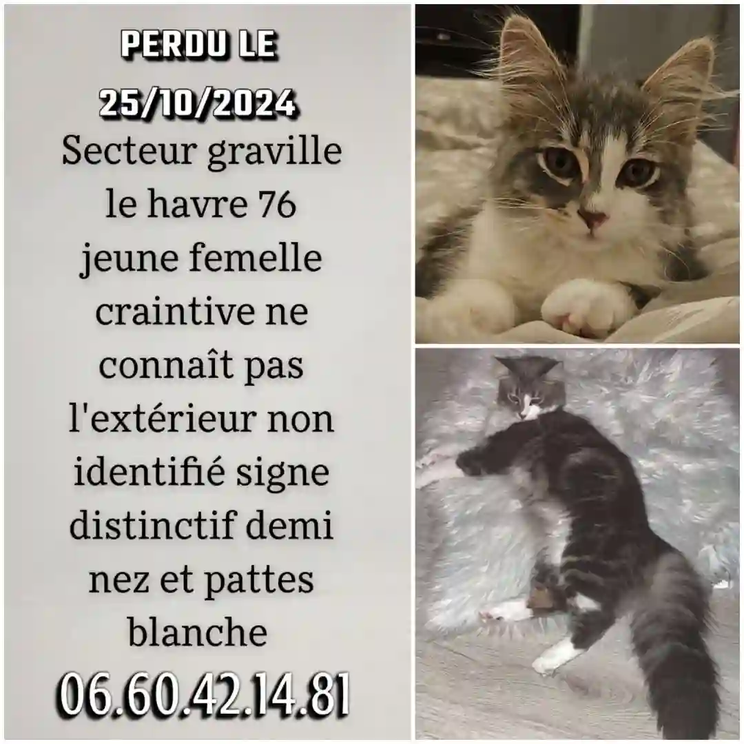 Chatte Perdue 76 Seine-Maritime Le Havre - Kira Chatte Perdue 76 Seine-Maritime Le Havre - Kira