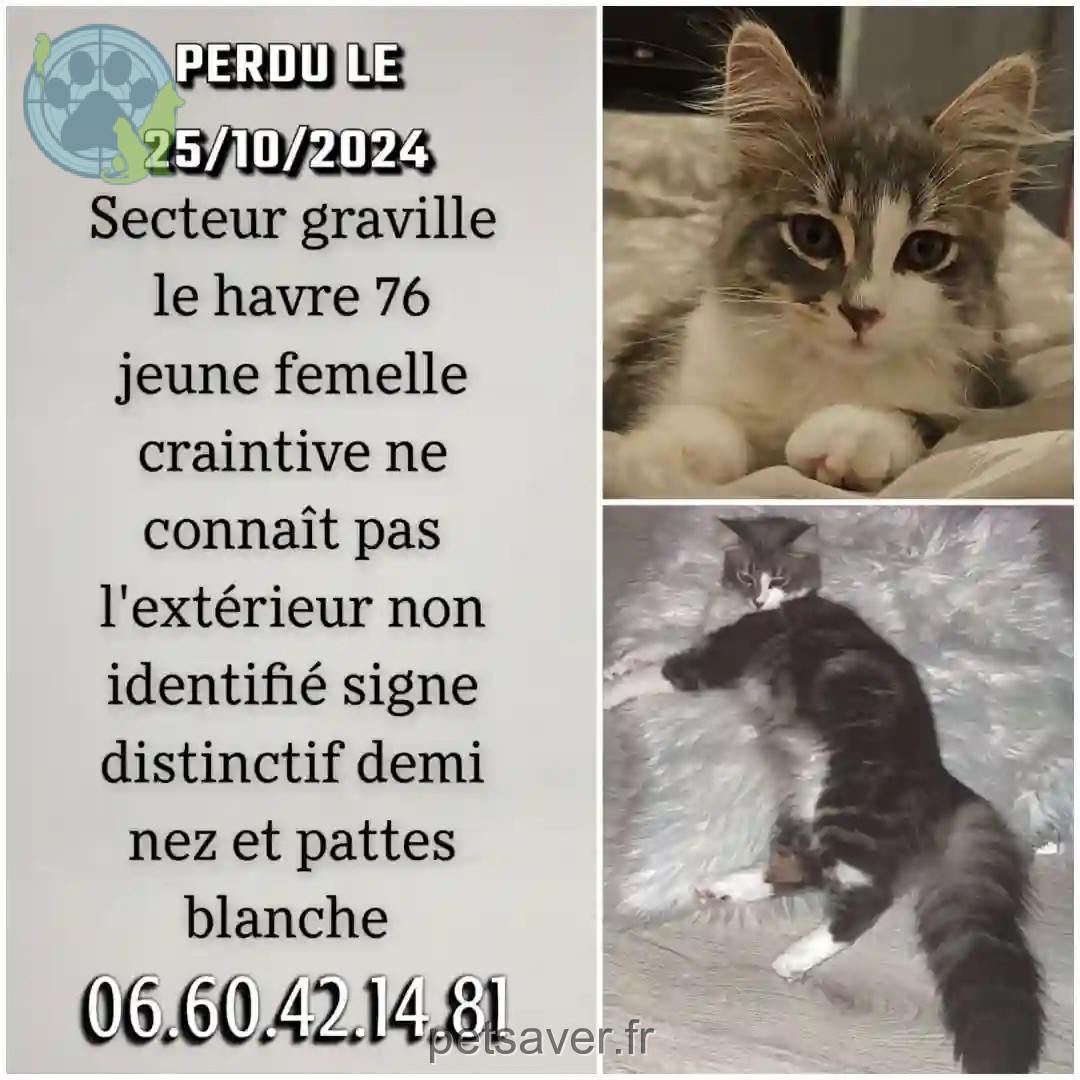 Chatte Perdue 76 Seine-Maritime Le Havre - Kira Chatte Perdue 76 Seine-Maritime Le Havre - Kira