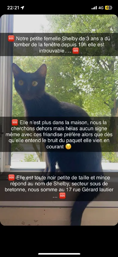 Chatte Perdue 76 Seine-Maritime Le Havre - Shelby Chatte Perdue 76 Seine-Maritime Le Havre - Shelby