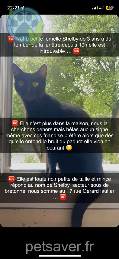 Chatte Perdue 76 Seine-Maritime Le Havre - Shelby Chatte Perdue 76 Seine-Maritime Le Havre - Shelby