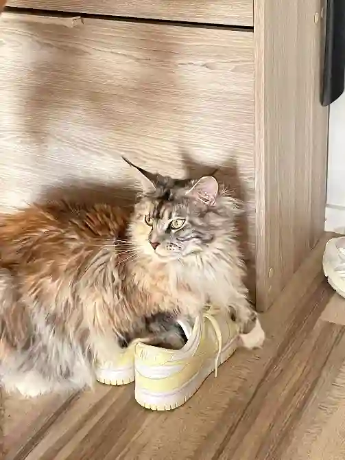 Chatte Trouvée 76 Seine-Maritime Le Havre - Unaï Chatte Trouvée 76 Seine-Maritime Le Havre - Unaï