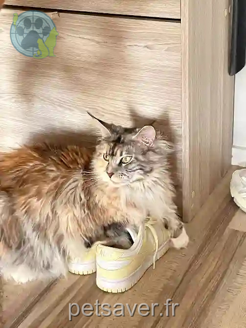 Chatte Trouvée 76 Seine-Maritime Le Havre - Unaï Chatte Trouvée 76 Seine-Maritime Le Havre - Unaï