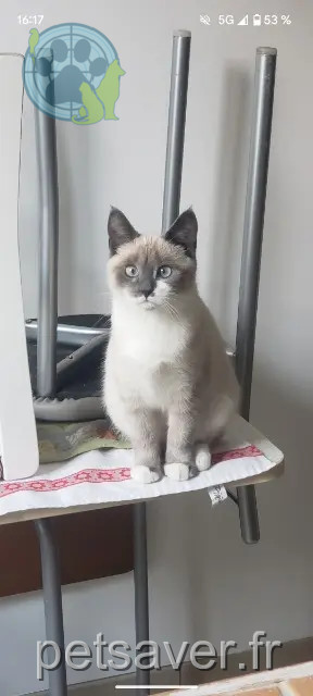 chatte reunited Le Havre Yomea