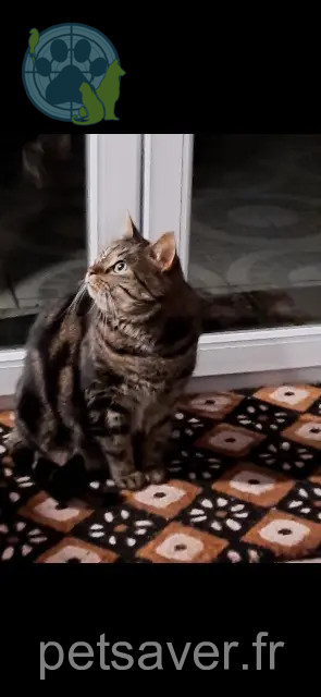 chatte reunited 76510 Notre-Dame-d'Aliermont Maya