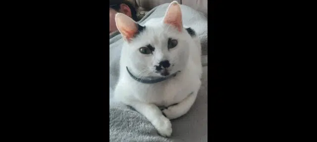 chatte reunited   76130 Mont-Saint-Aignan Mooncake