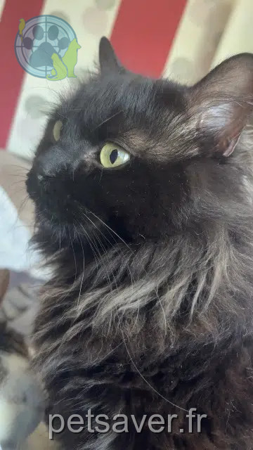 chatte reunited 76300 Sotteville-lès-Rouen Mya