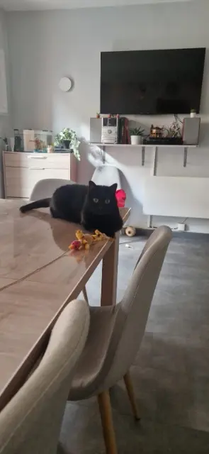 chatte reunited   76350 Oissel-sur-Seine Nouba