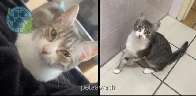 chatte reunited   76210 Bolbec Nova