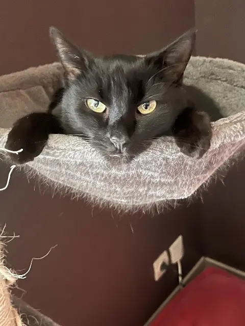 chatte reunited   76140 Le Petit-Quevilly Ombra
