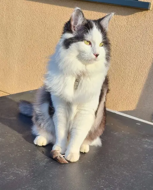 chatte reunited   76360 Bouville Papouille