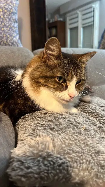 chatte reunited   76130 Mont-Saint-Aignan Placplac