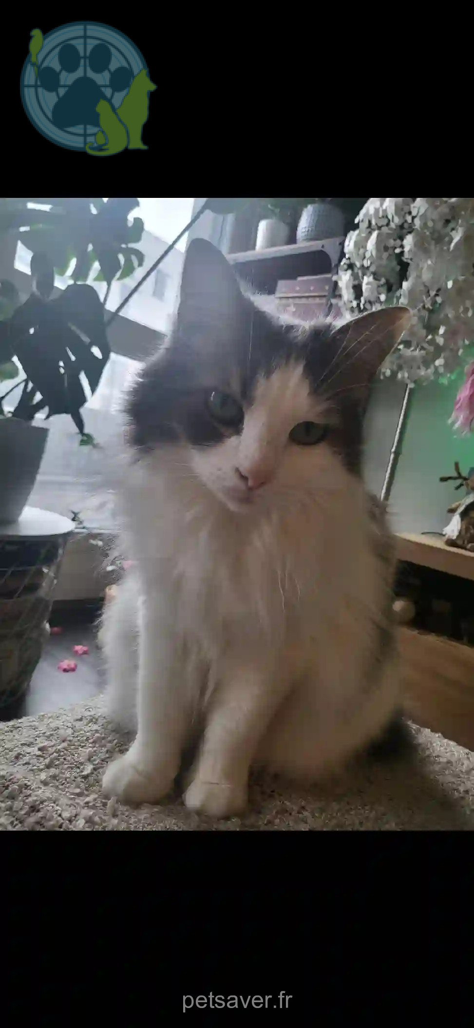Chatte Perdue 76 Seine-Maritime - Pooky Chatte Perdue 76 Seine-Maritime - Pooky