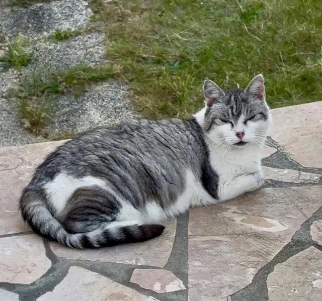 chatte reunited   76480 Yainville Rose