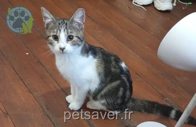 chatte reunited    Rouen Joselita