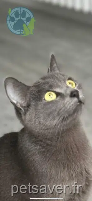 chatte reunited    Rouen Lechat