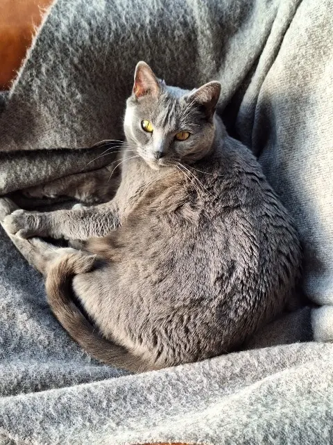 chatte reunited    Rouen Lutece