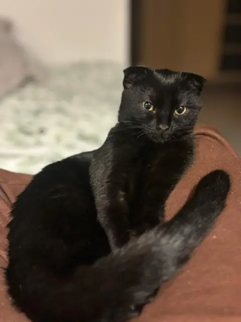 chatte reunited    Rouen Mumune