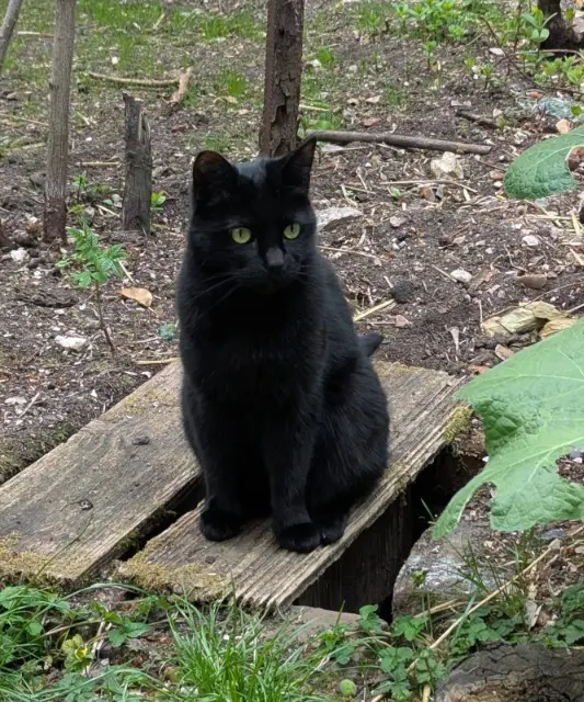 chatte reunited    Rouen Smocky