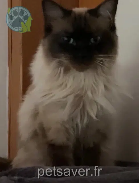 chatte reunited   76230 Bois-Guillaume Sía