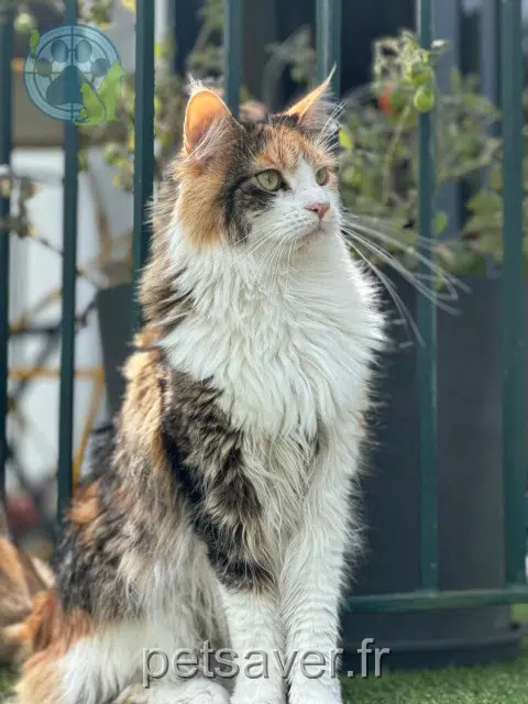 chatte reunited   76400 Saint-Léonard Uby
