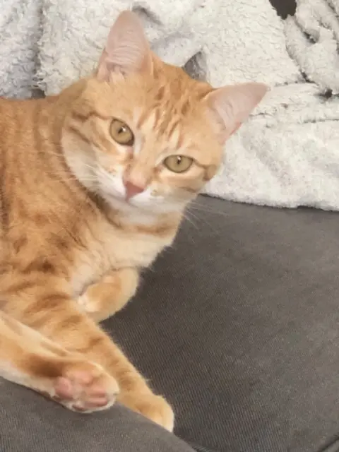 chatte reunited   76110  Ursule
