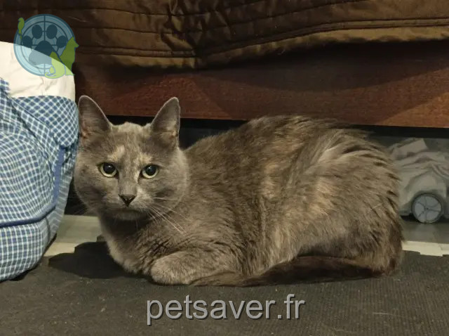 chatte reunited   76160 Saint-Jacques-sur-Darnétal Youna