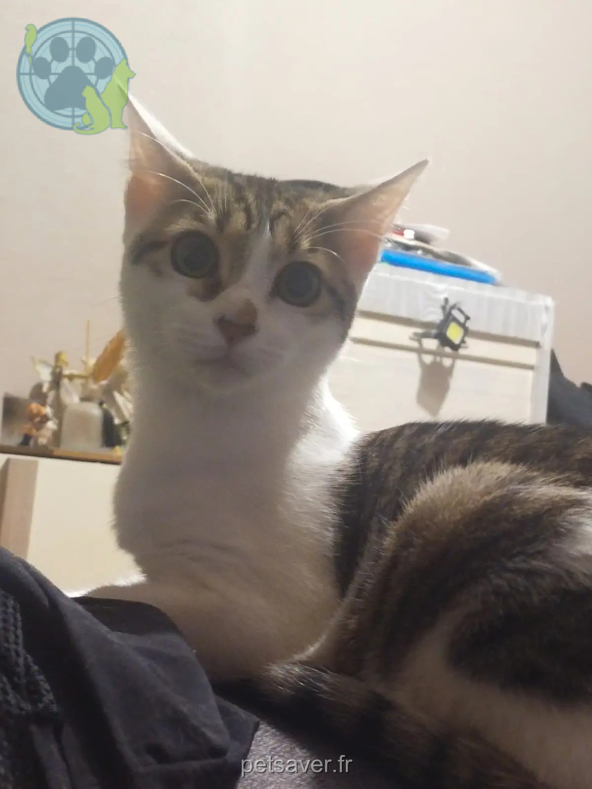 Chatte Perdue 77 Seine-et-Marne