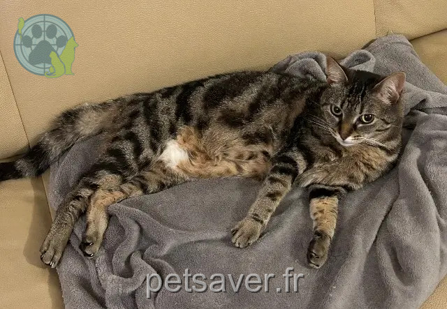 chatte reunited   77600 Bussy-Saint-Georges Alaya