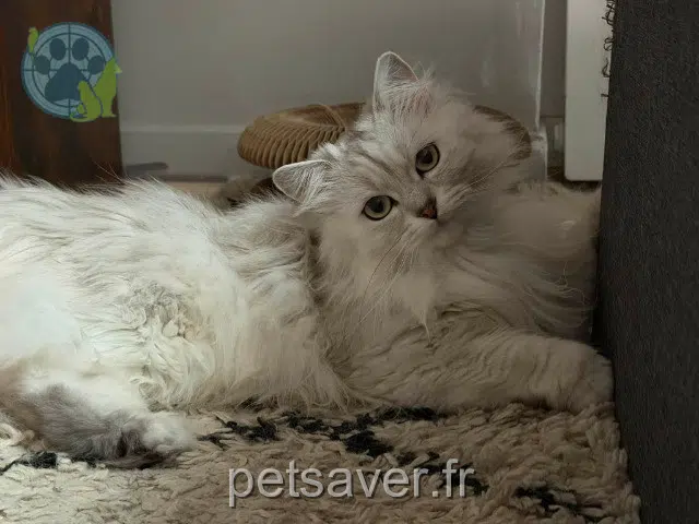 chatte reunited   77130 Montereau-Fault-Yonne Aurora
