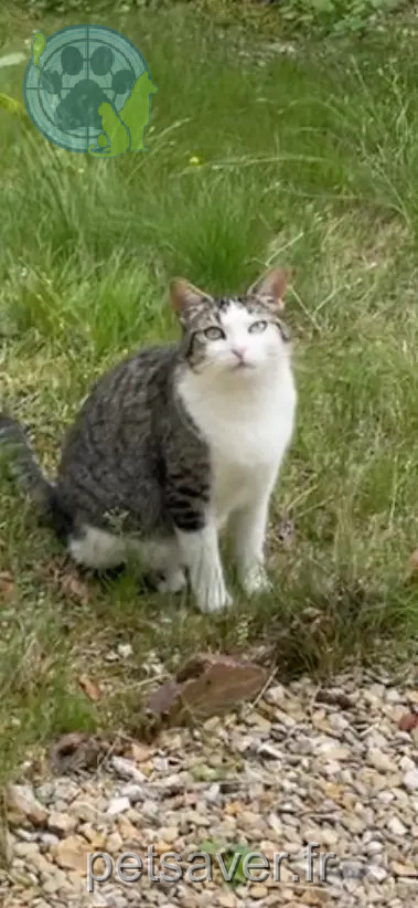 Chatte Perdue 77 Seine-et-Marne Chatte Perdue 77 Seine-et-Marne