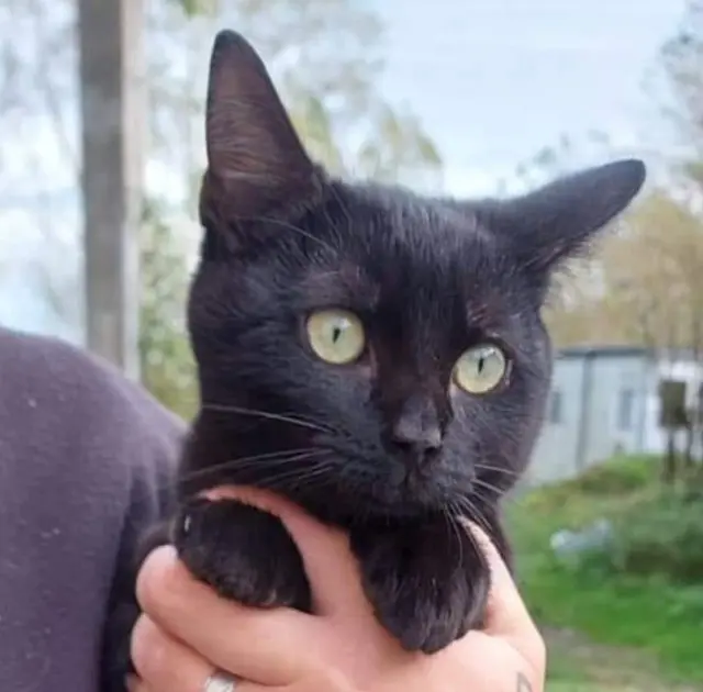 chatte reunited   77120 Beautheil-Saints Darcky